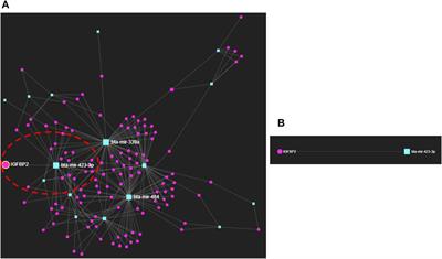 miRNA–protein–metabolite interaction network reveals the regulatory network and players of pregnancy regulation in dairy cows